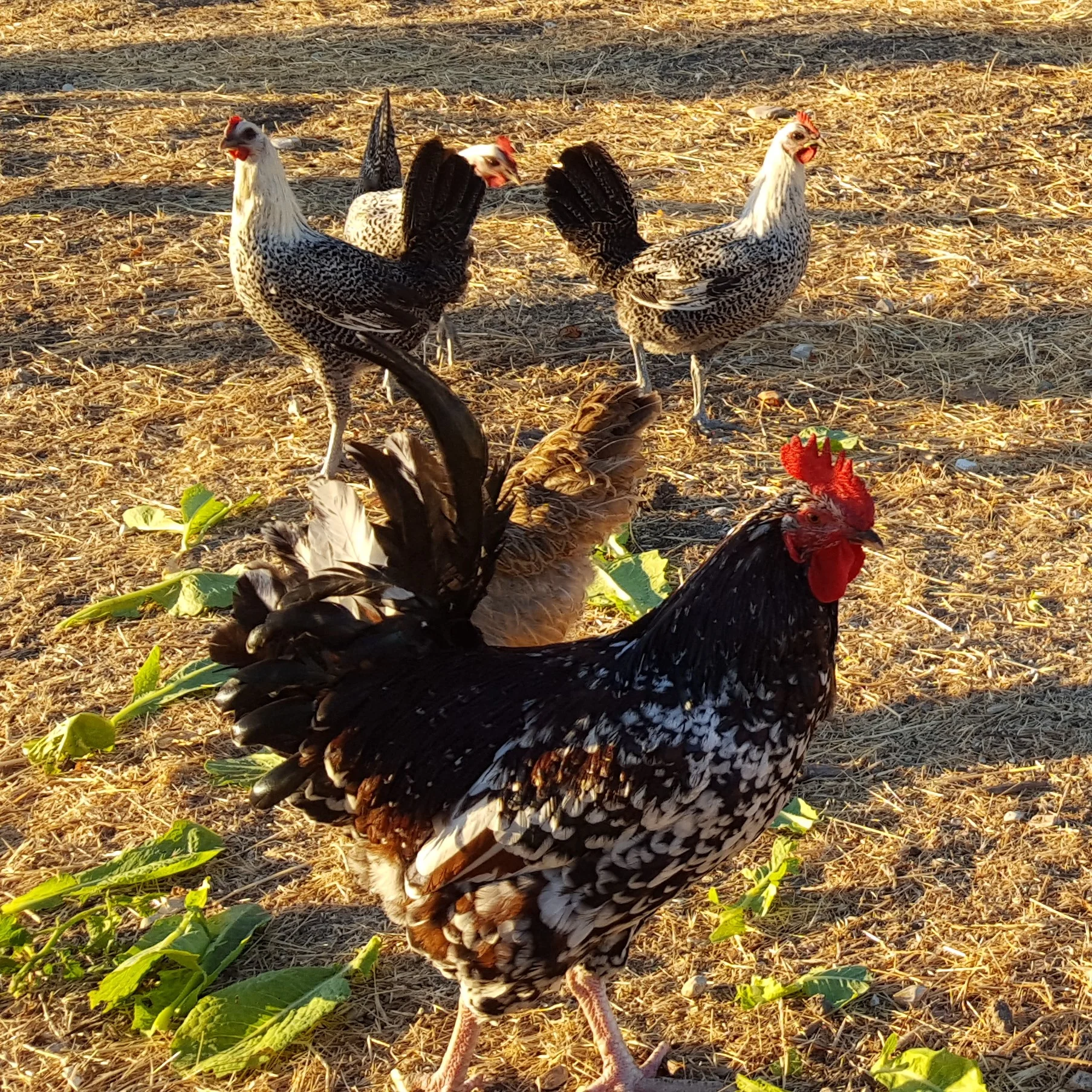 chicken crop.jpg