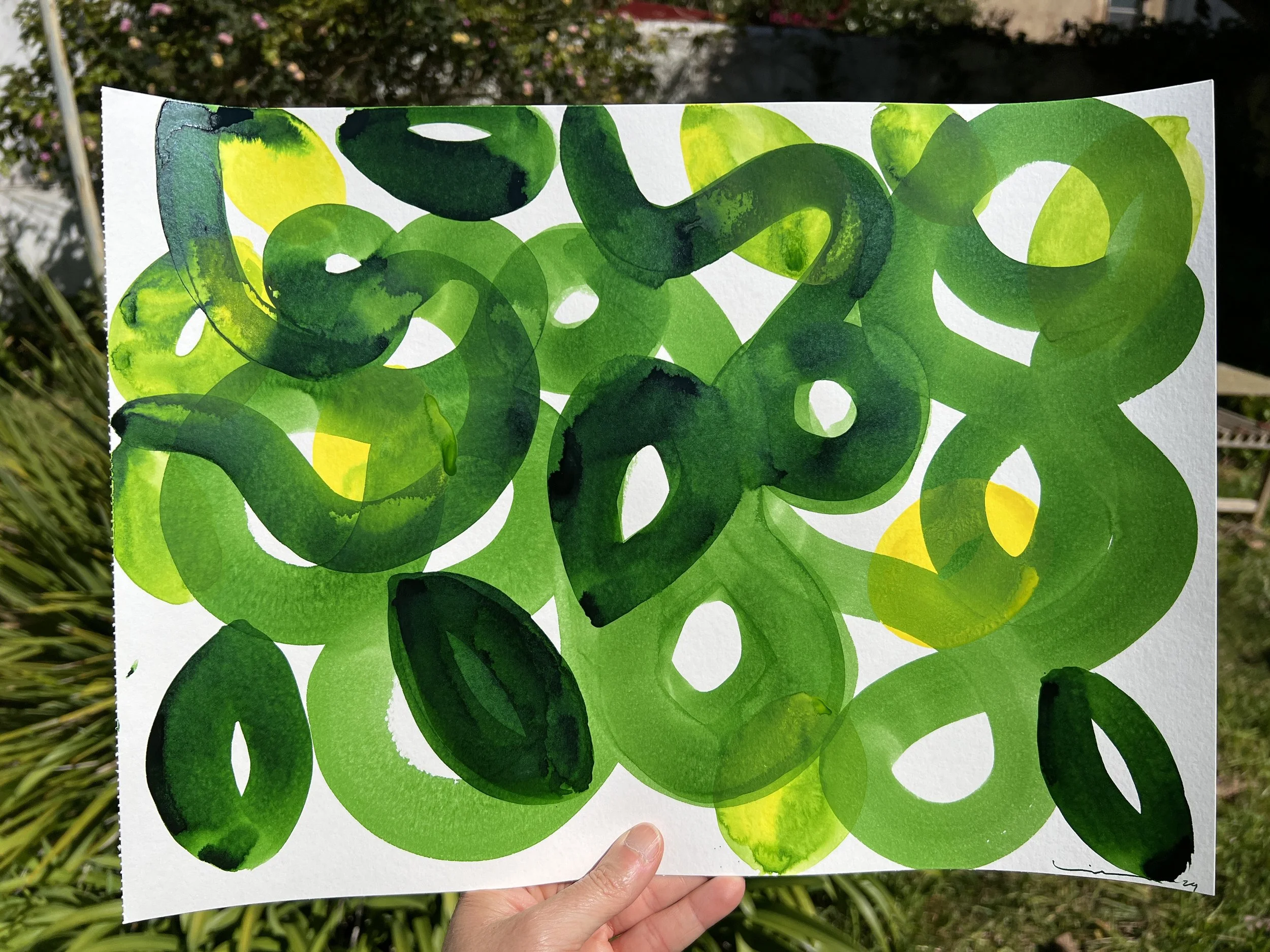 Citronnier V - Lemon Tree V /Limoeiro V