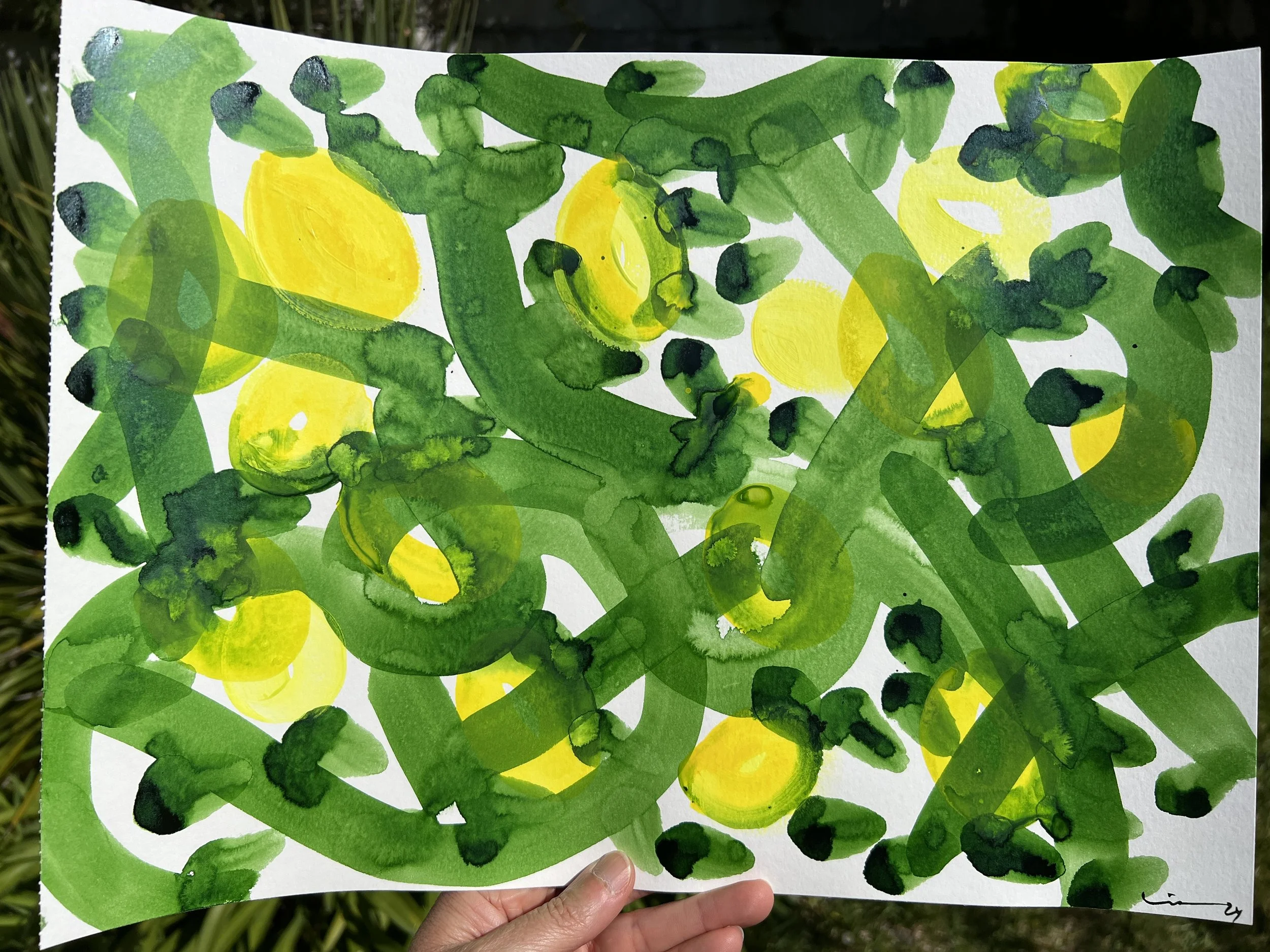 Citronnier IV - Lemon Tree IV /Limoeiro IV