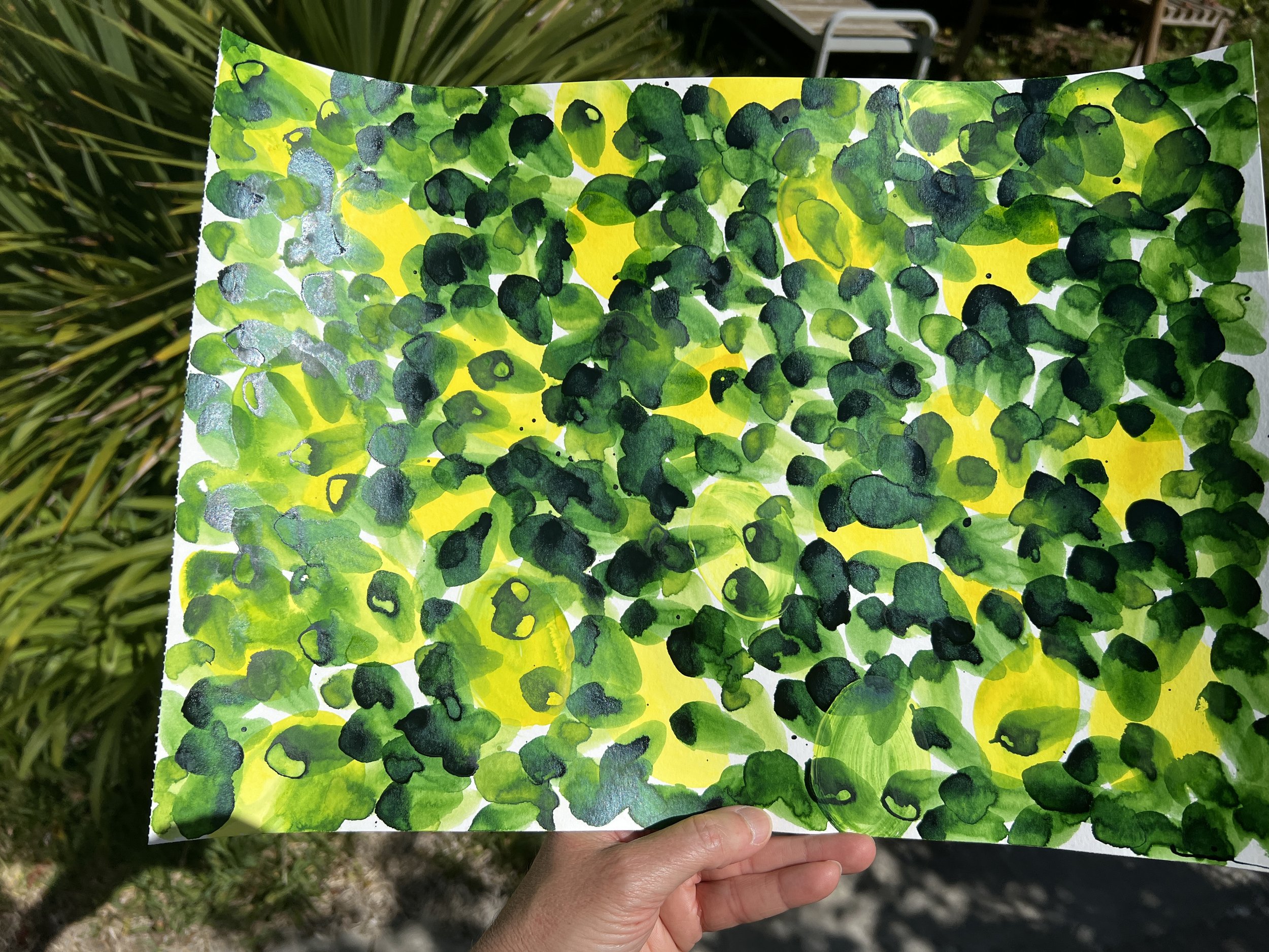 Citronnier I - Lemon Tree I /Limoeiro I