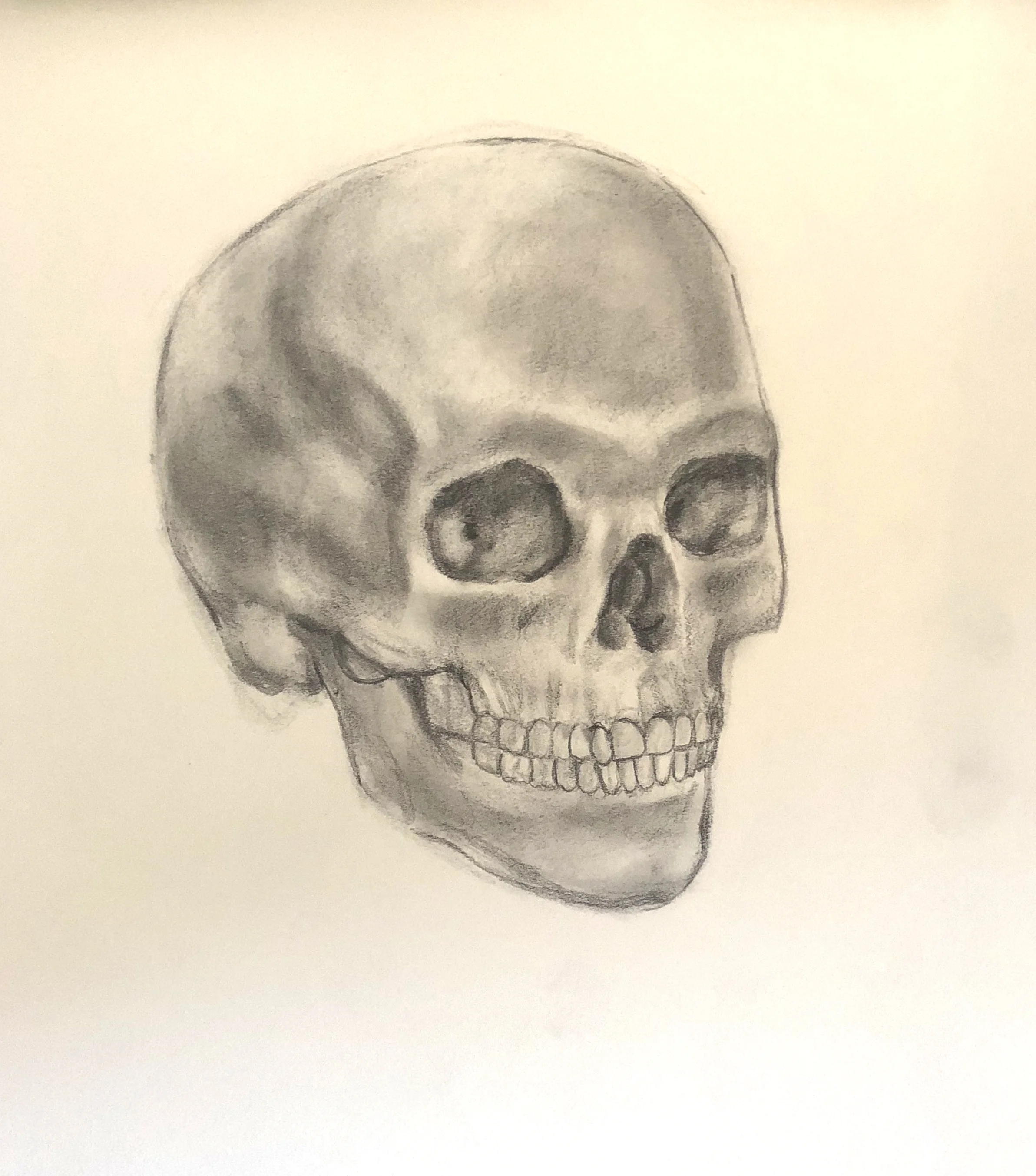 Skull Study Graphite on Drawing Paper