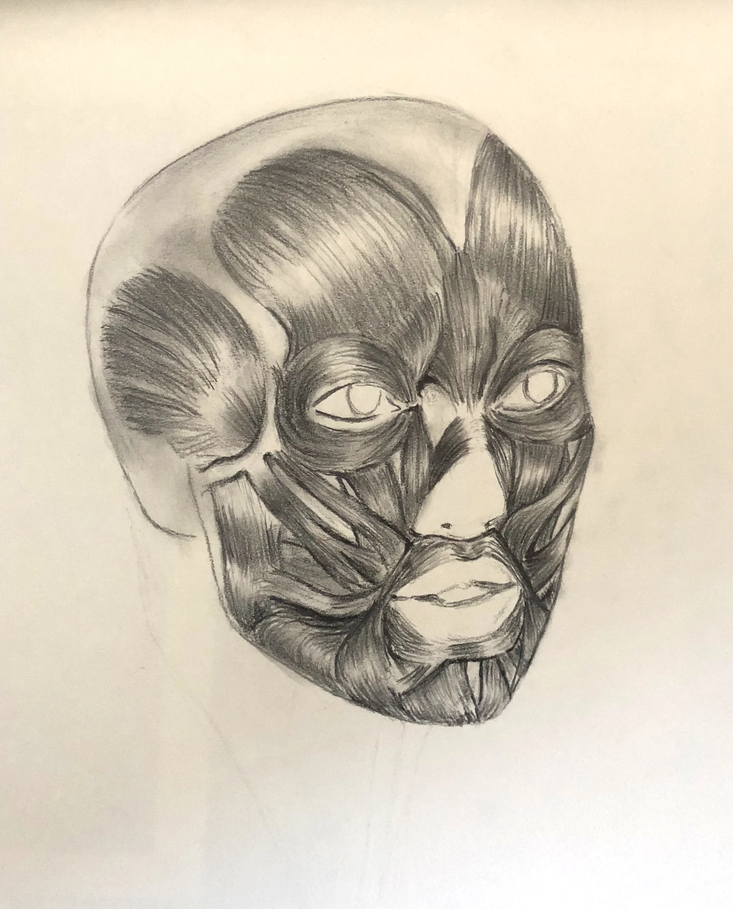 Muscle Study Graphite on Drawing Paper