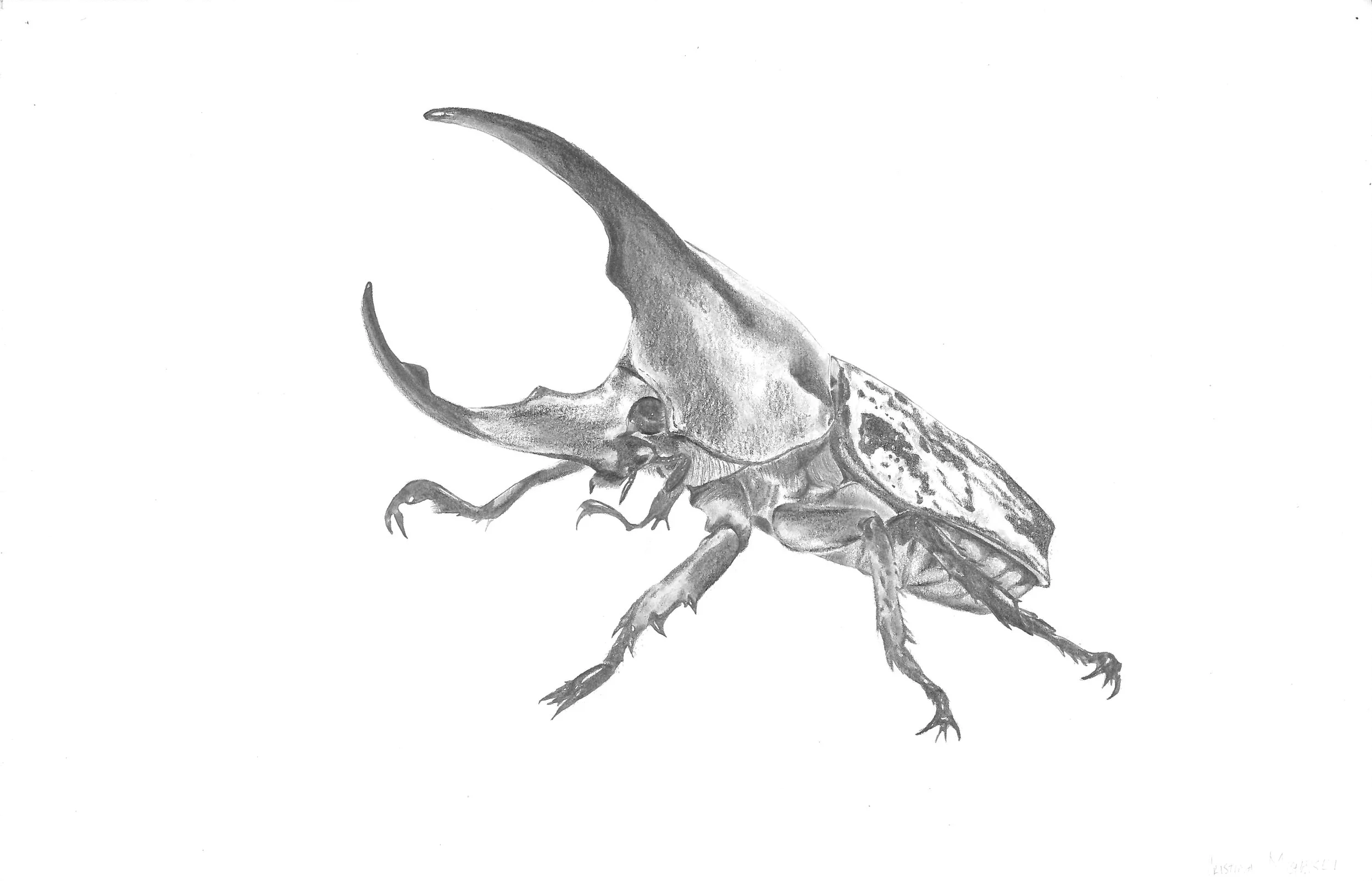 Graphite on Vellum Bristol