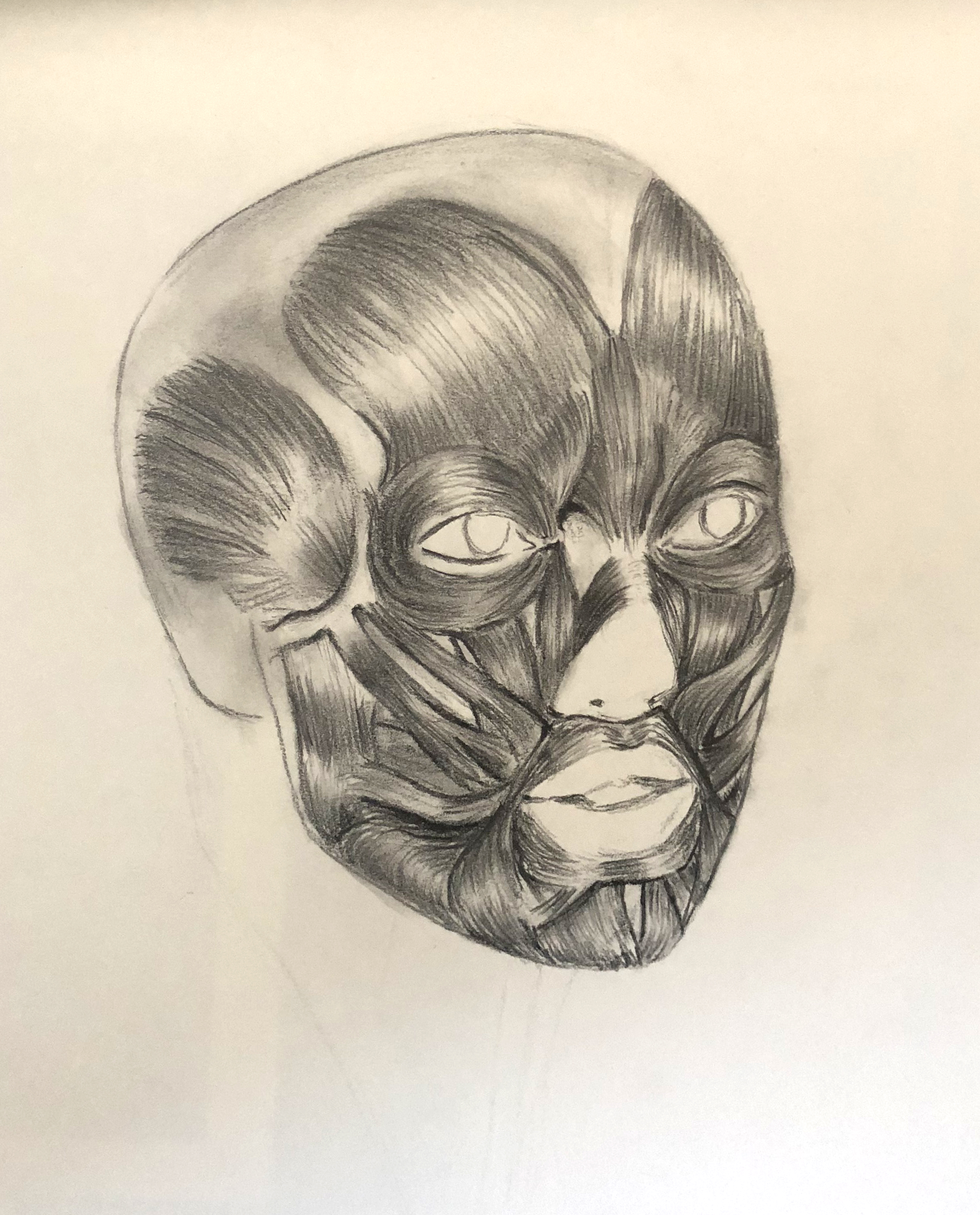 self portrait muscle study.JPG