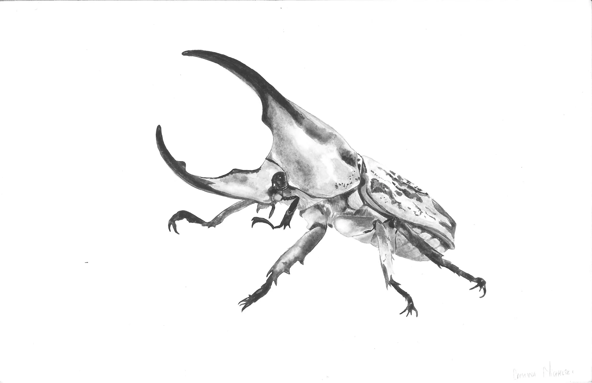 Bug watercolors.jpg