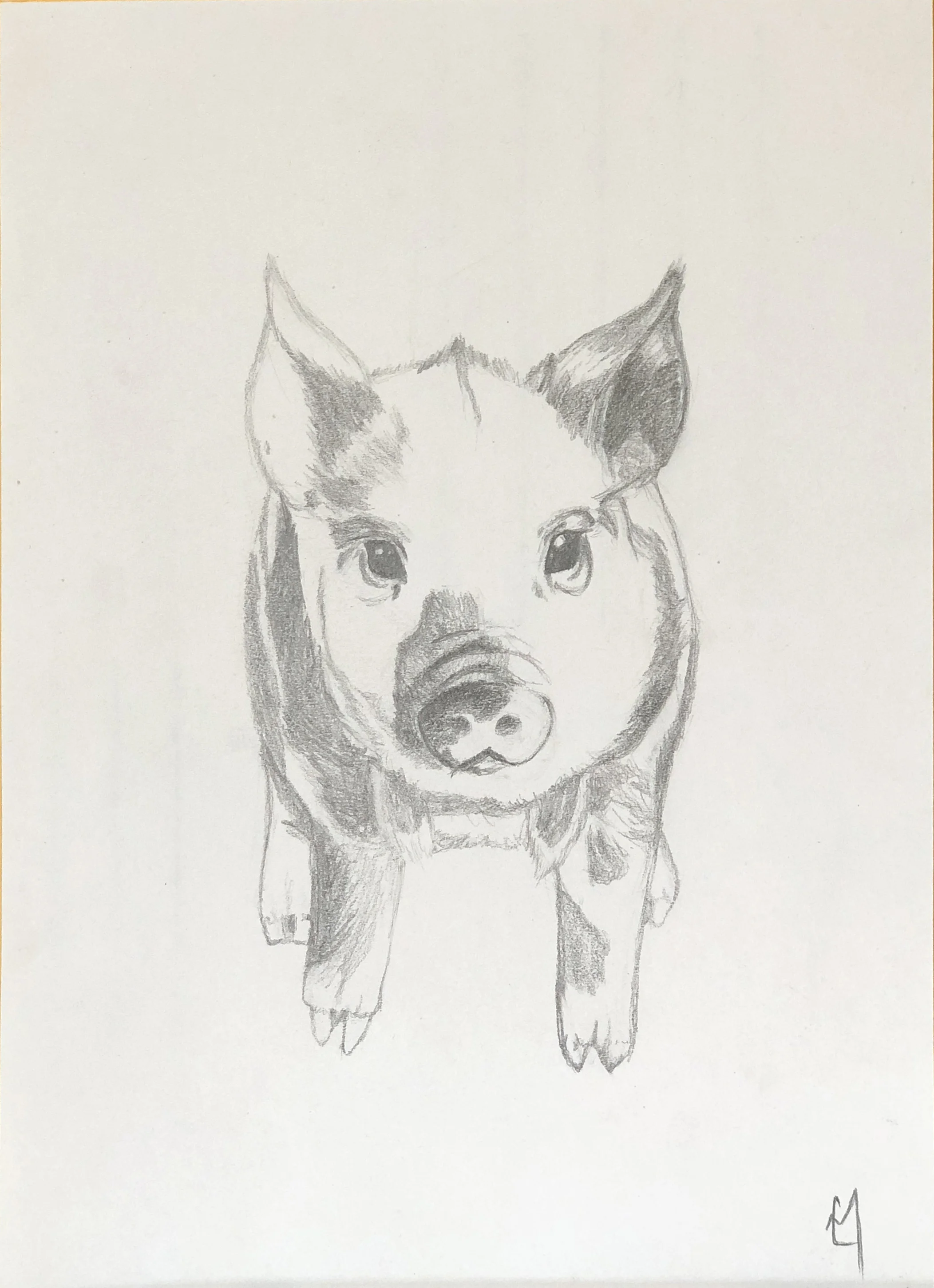 pig 7 1:4 x 10 1:4.JPG