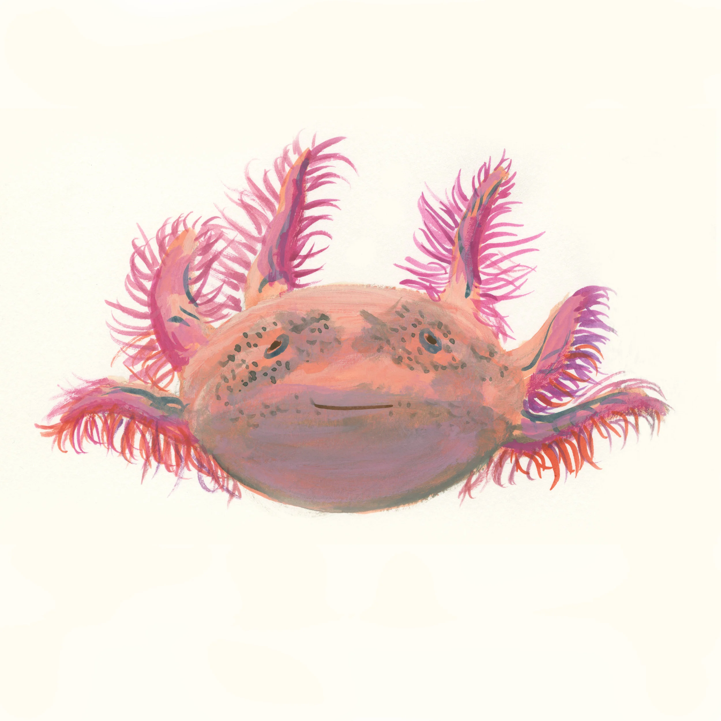 Axolotl