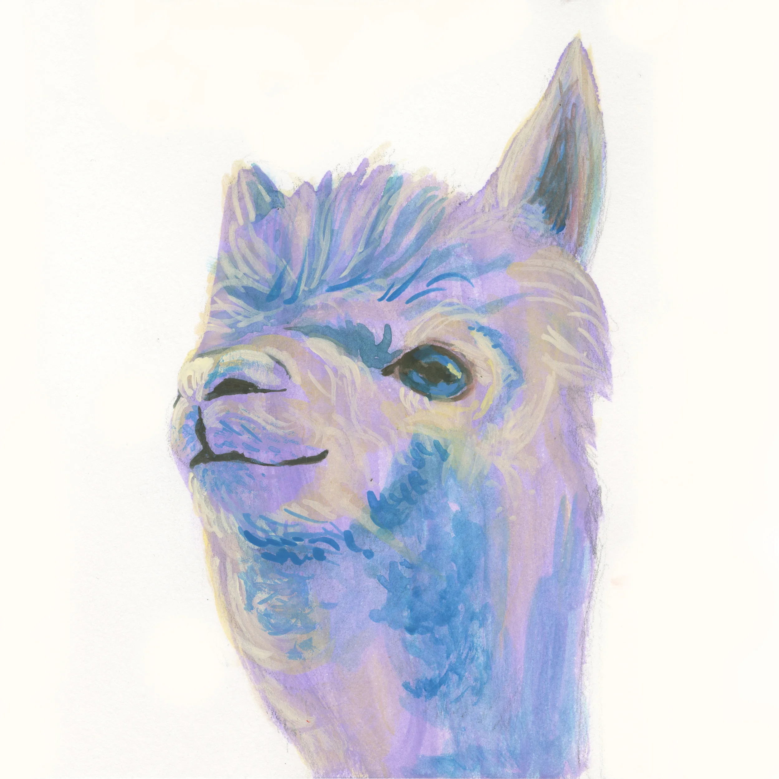 Lama