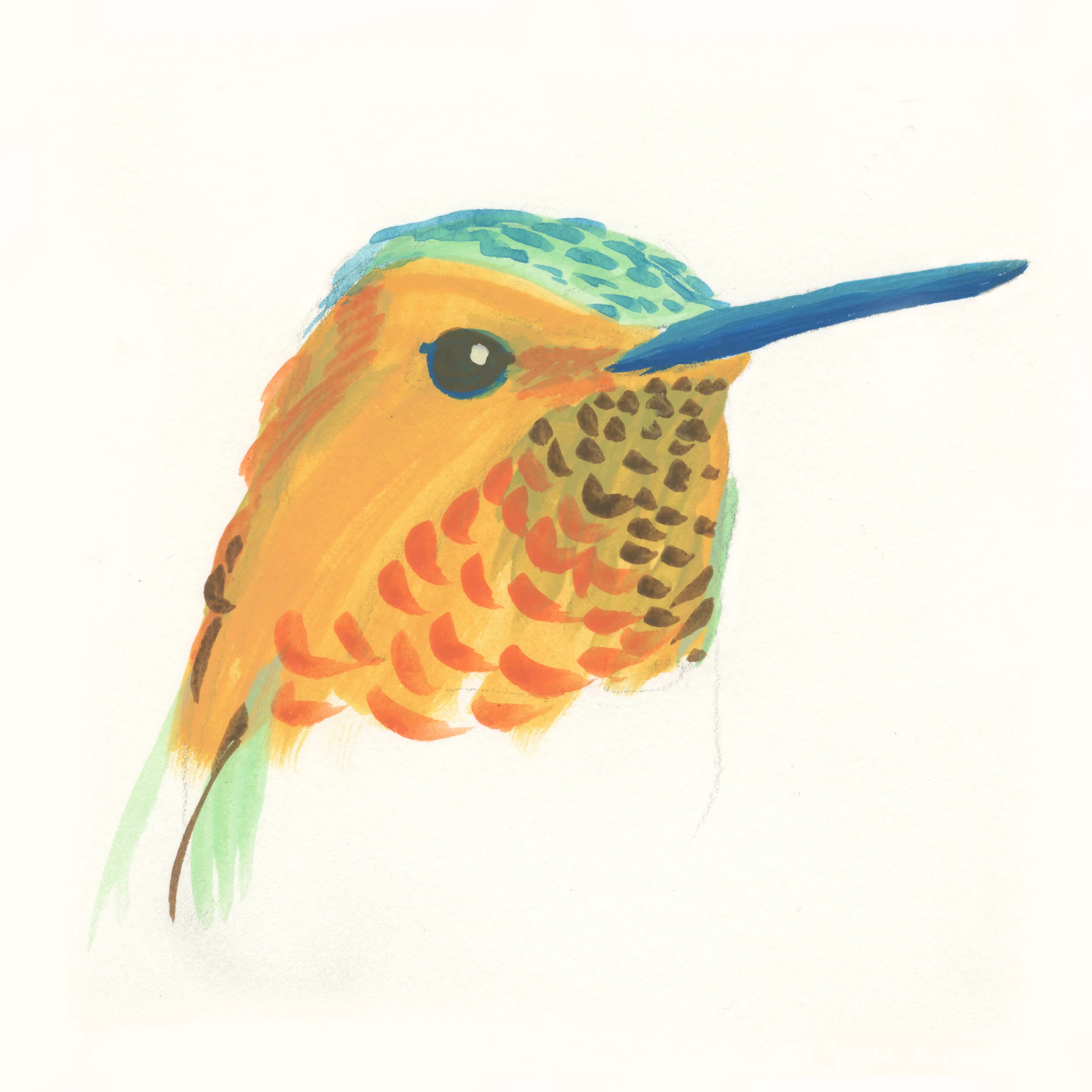 Colibri