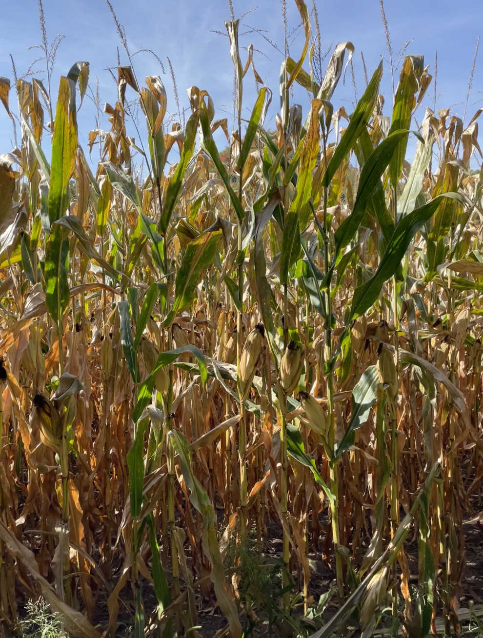 Knife Skills for Hunters