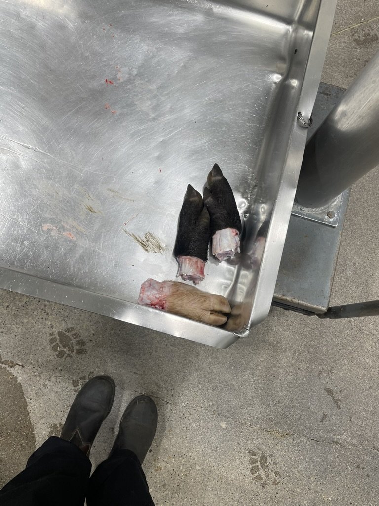 CBA192A0-6D2B-49F2-A540-E5D5A1A2C243_1_105_c 2.jpeg