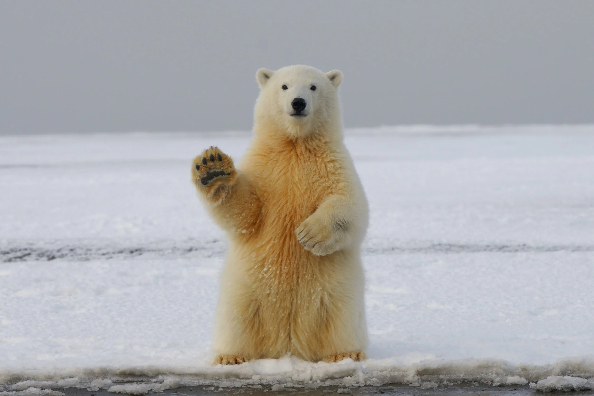Lesson 7: The Animals that God Made