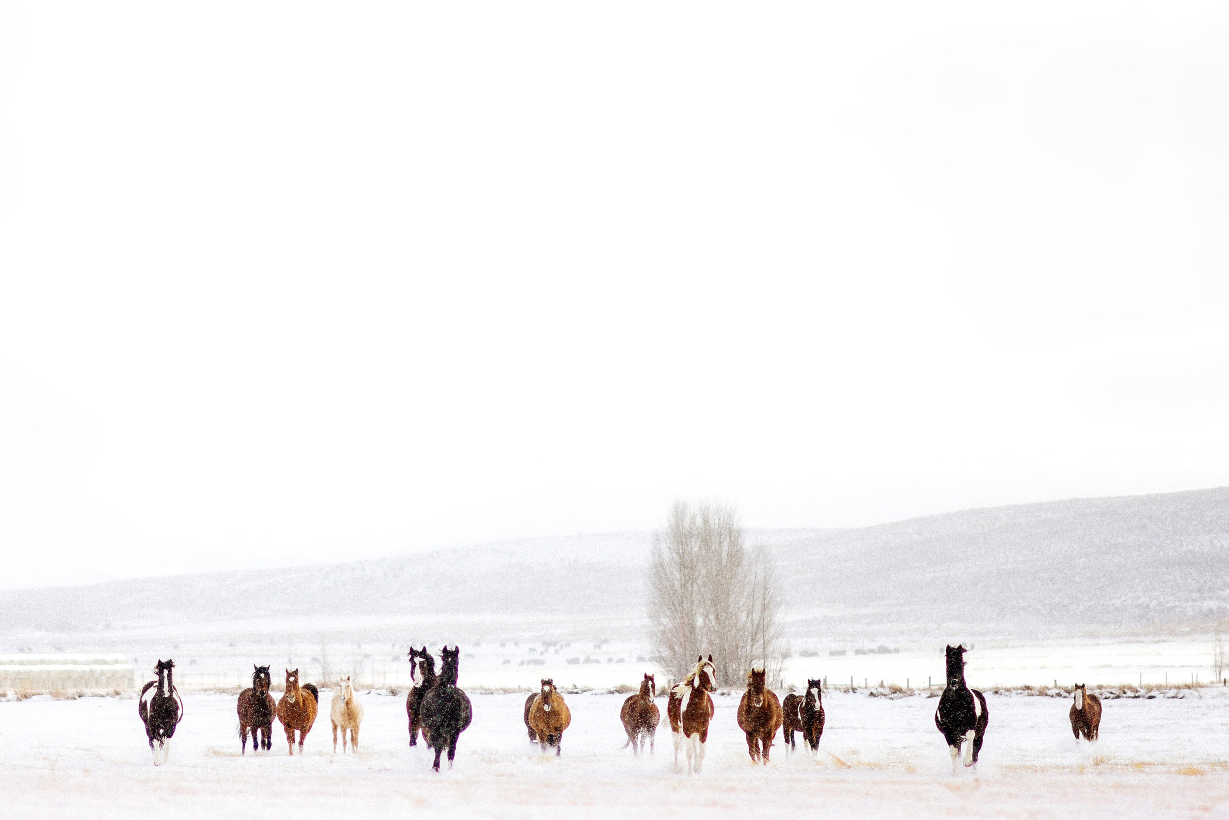 20141218-BV_Horsesbig.jpg