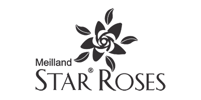 Star Roses-color.png
