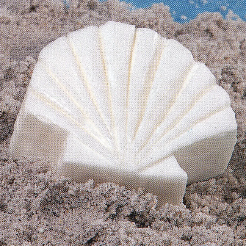 Seashell