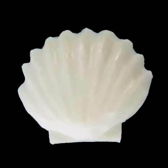 Scalloped seashell