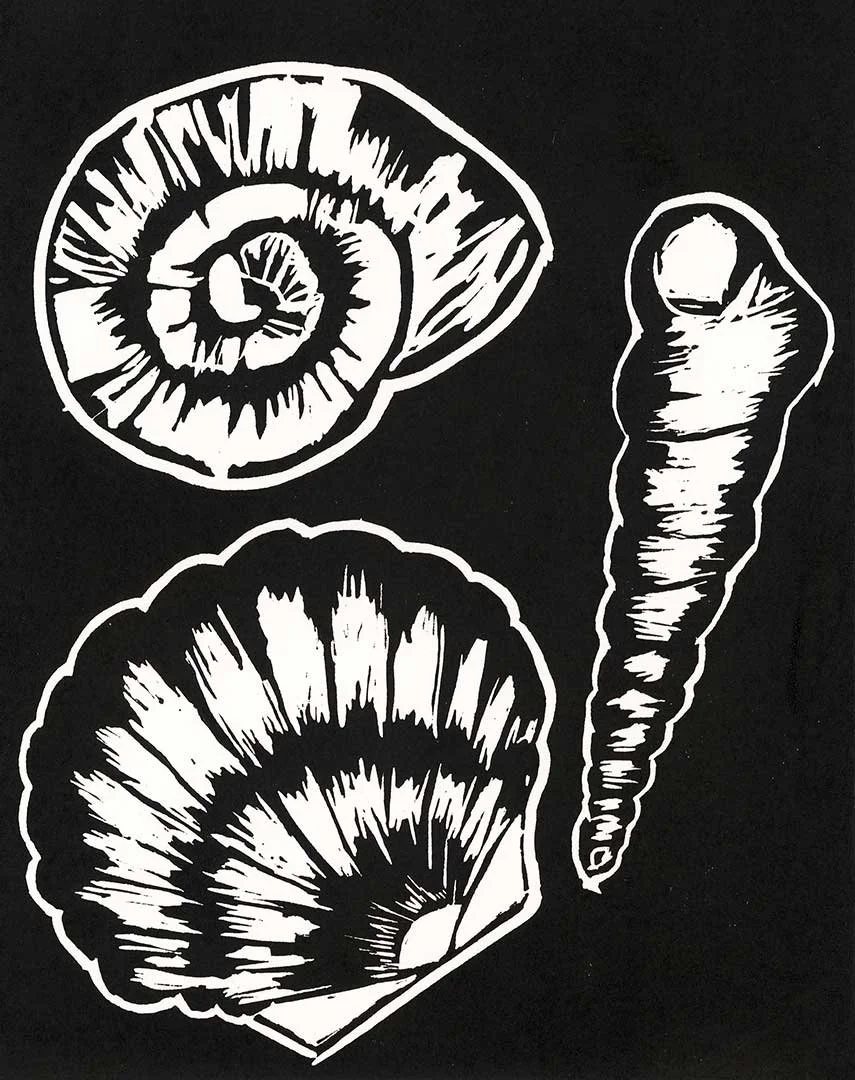 2024_laci_shells.jpg