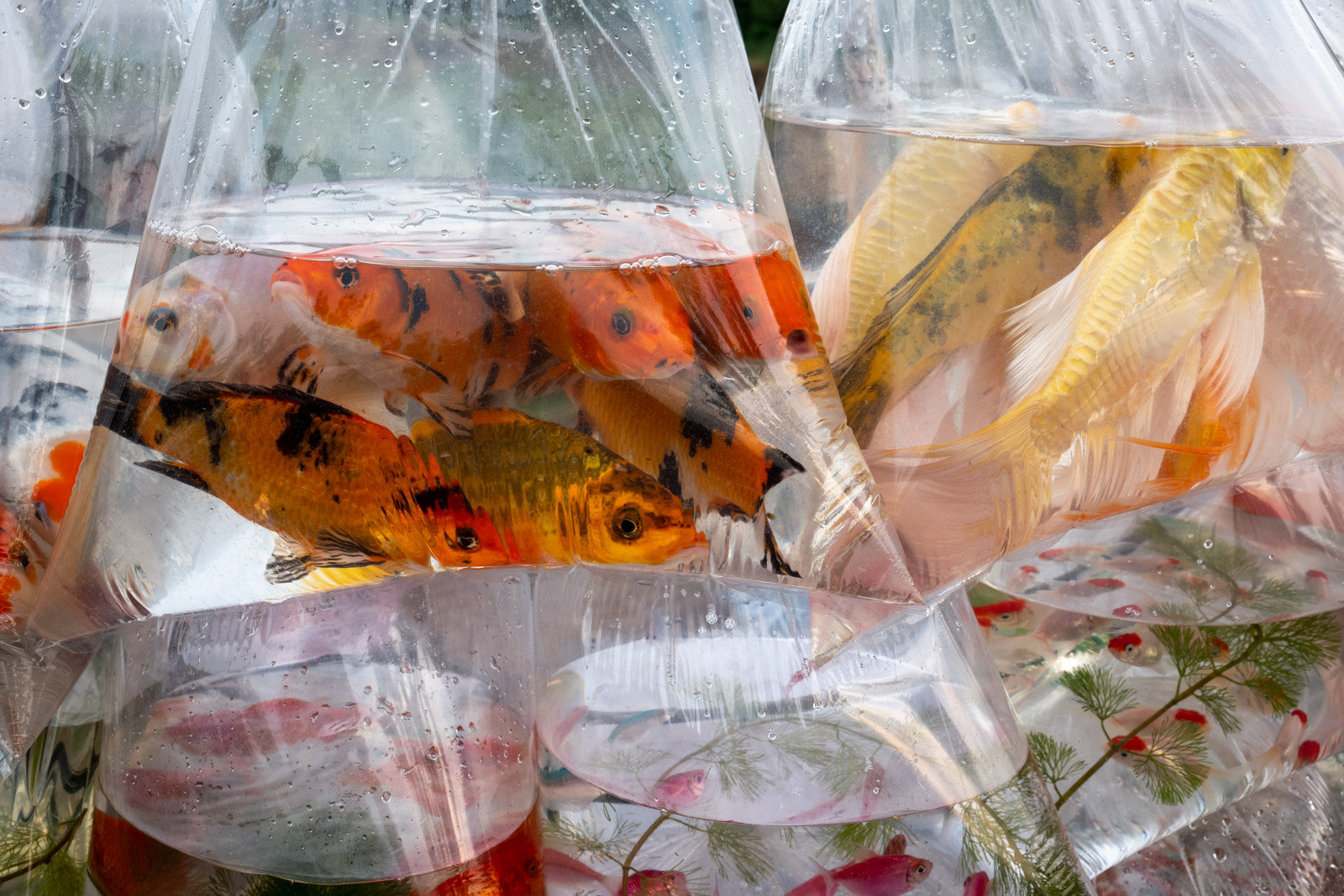 Saigon Fish for Sale