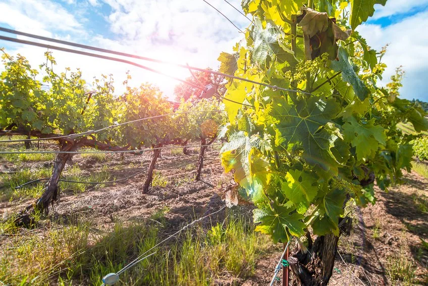The Vines