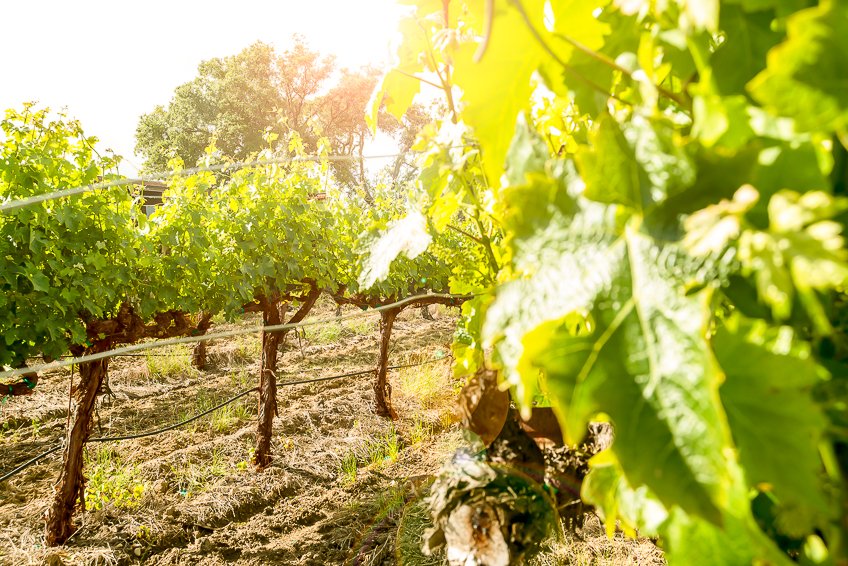 8. The Vines_2.JPG