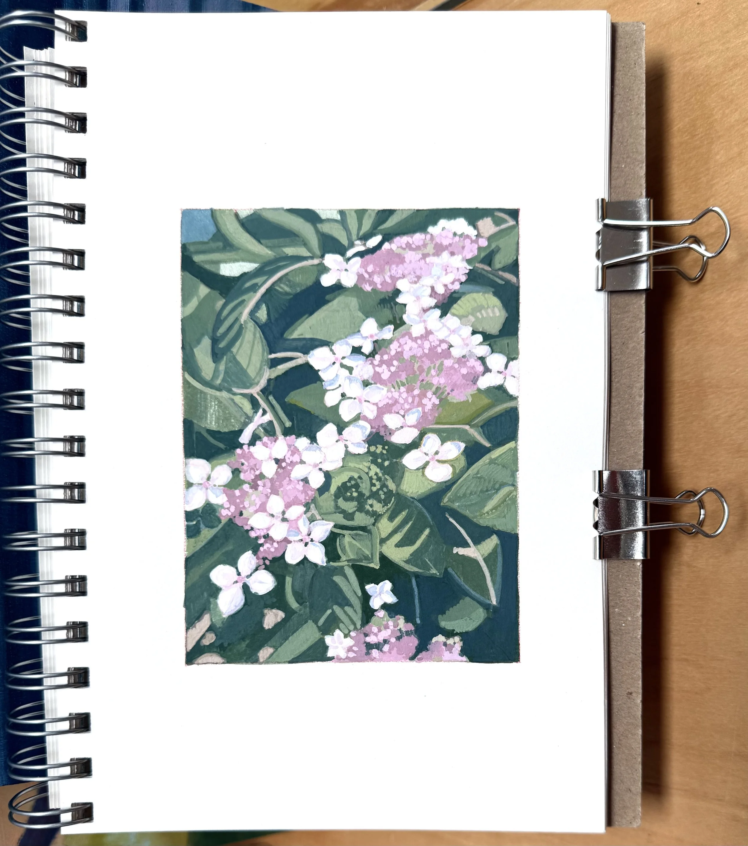 Lacecap Hydrangea