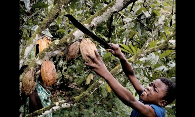 child-labor-chocolate-800x480.jpg