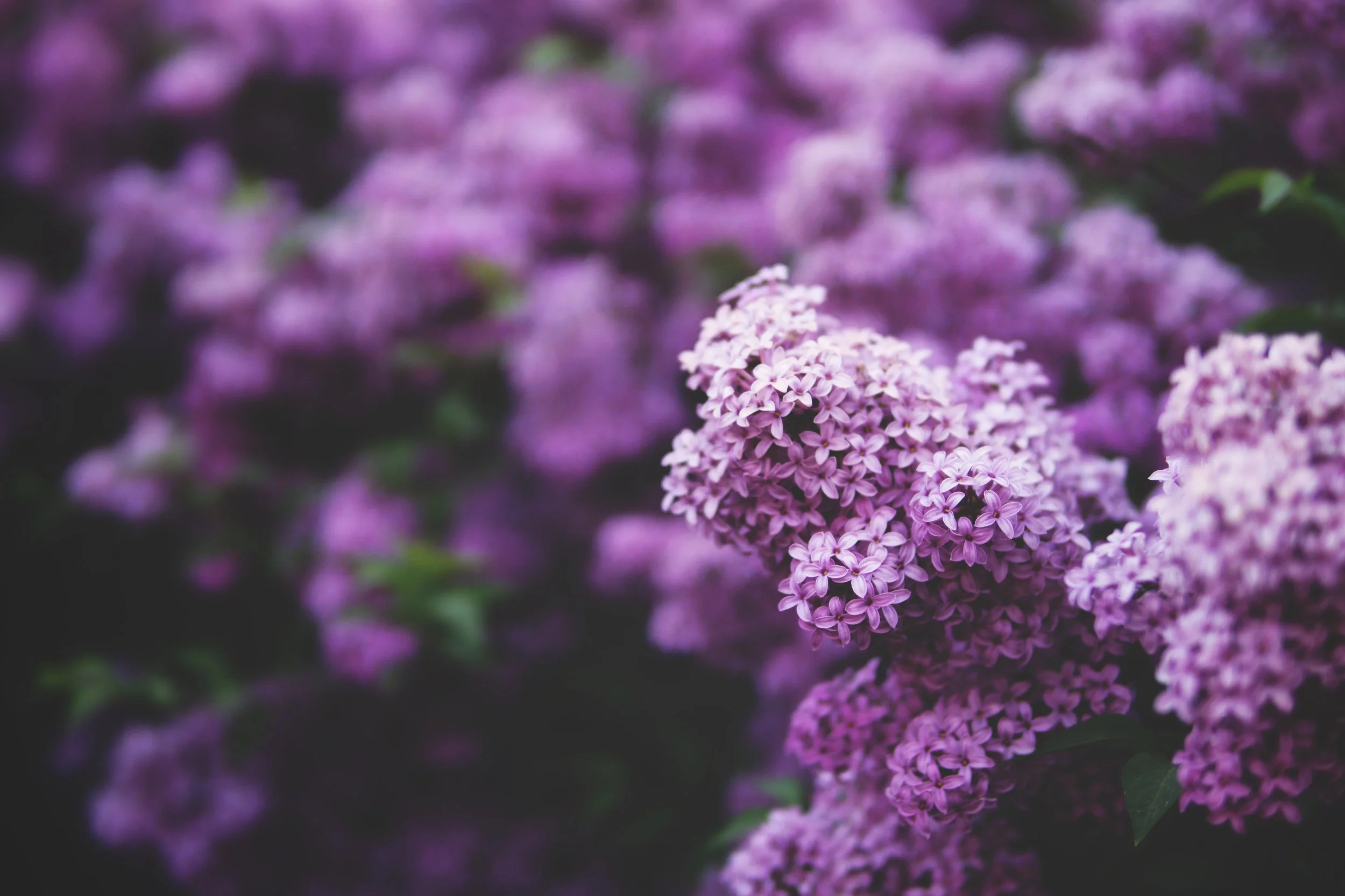 dimitri-tyan-666118-unsplash.jpg