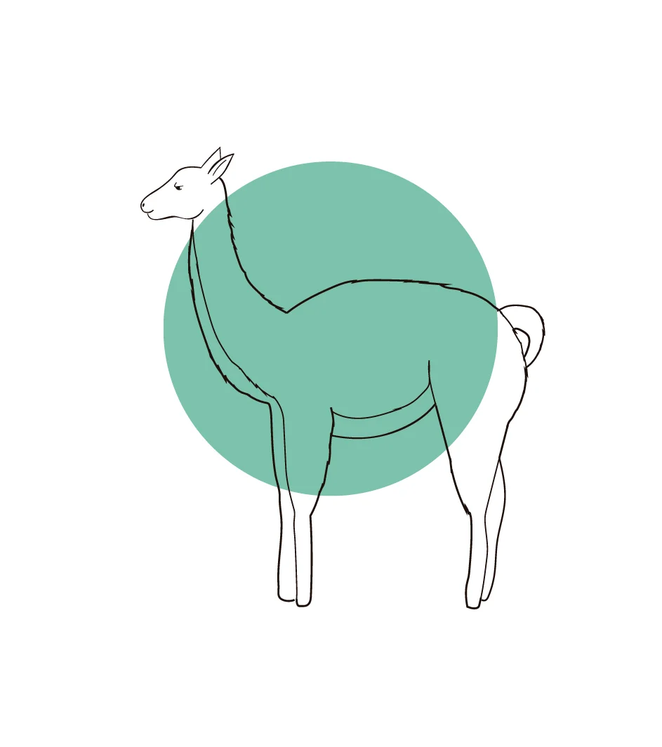 Guanaco.jpg