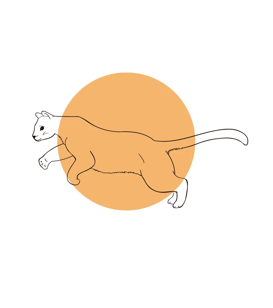 Puma.jpg