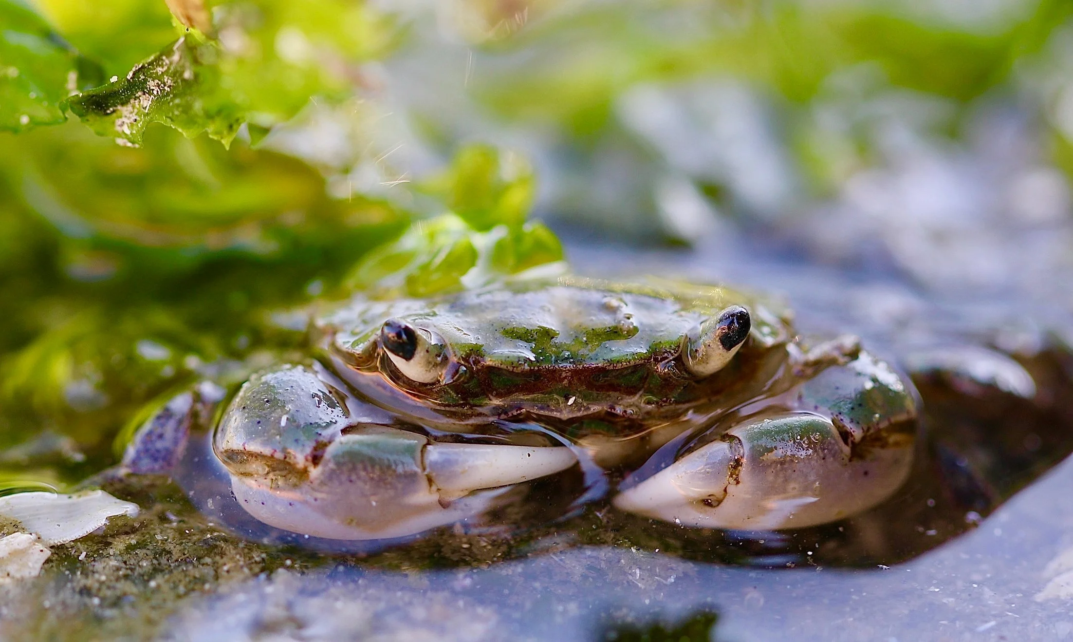 crab9+%281%29.jpg