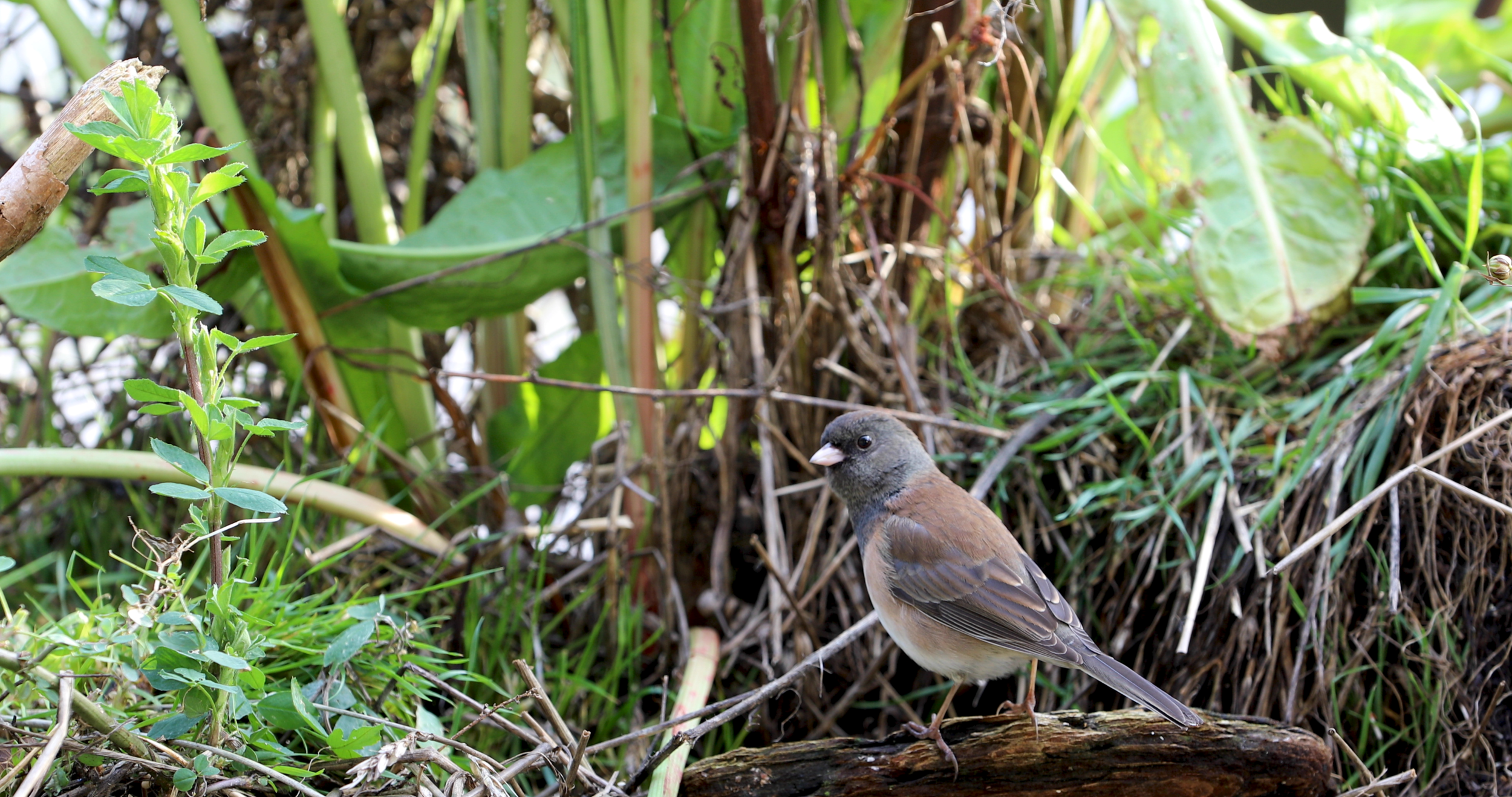 standingjunco.png