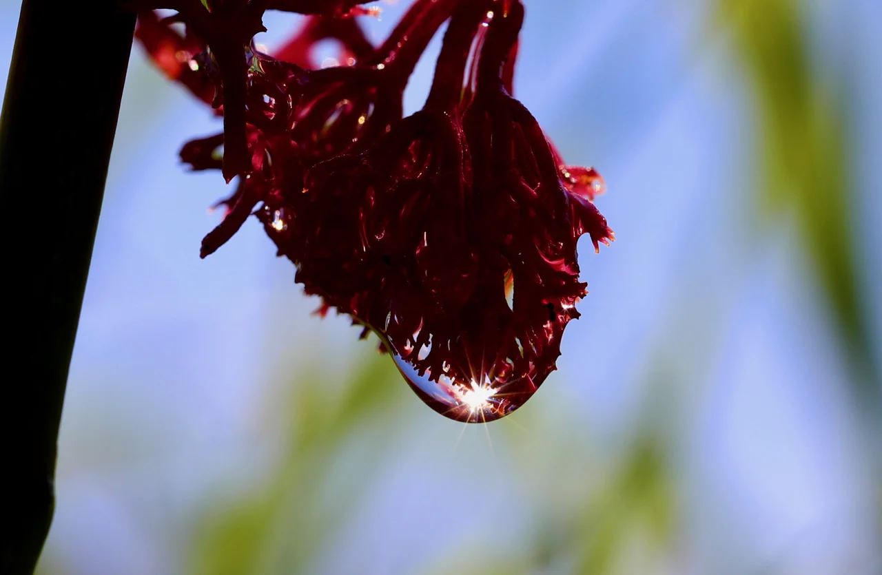 droplet.jpg