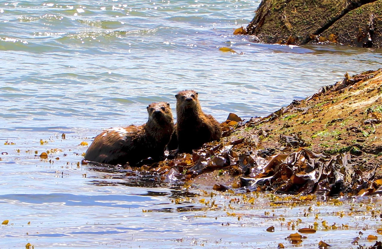 Otters.jpg