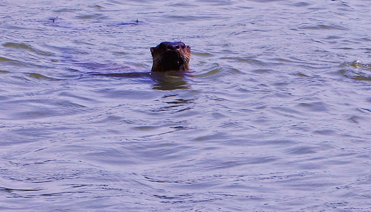 ottersingle.jpg