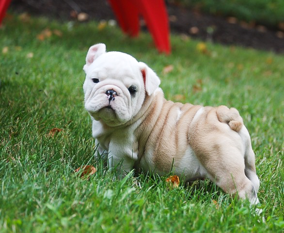 fawn english bulldog puppy