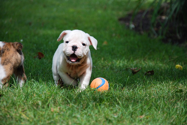 white english bulldog puppy