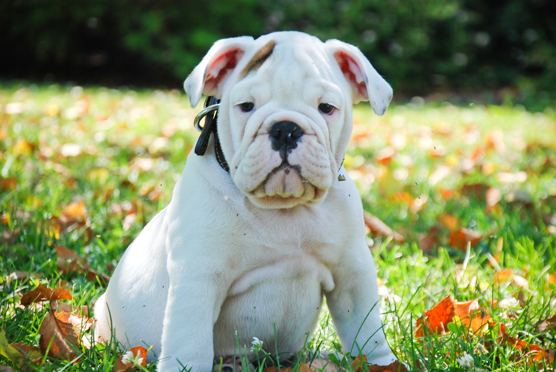 white english bulldog