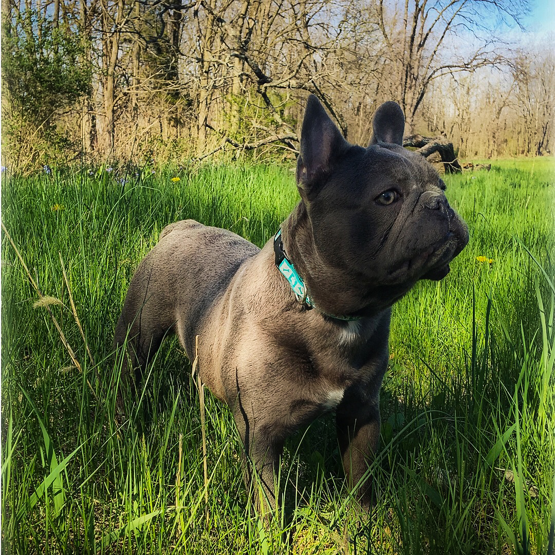 french bulldog puppy 