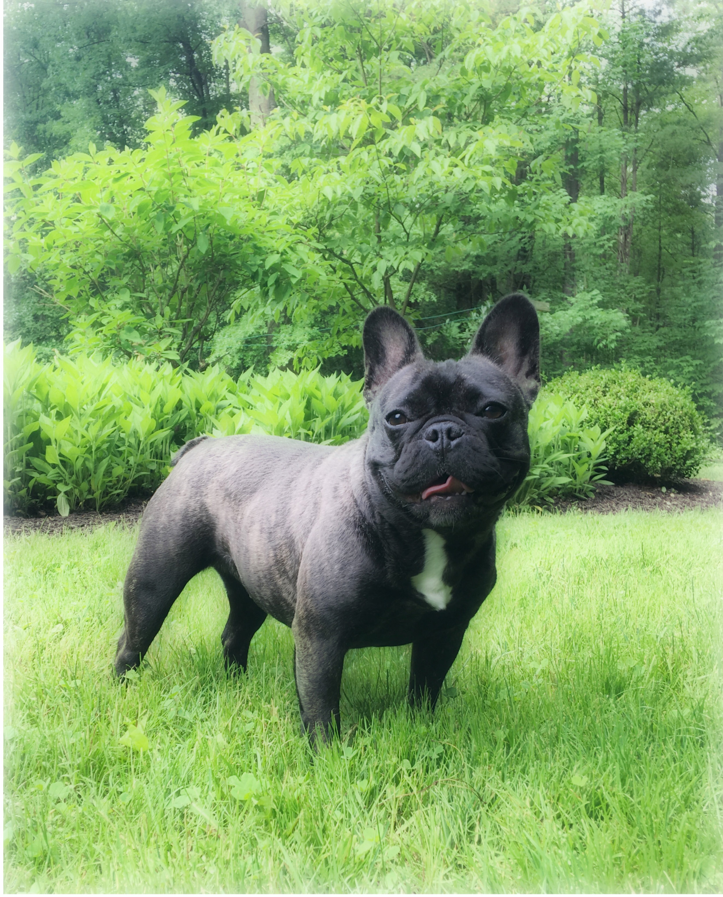 brindle french bulldog puppy