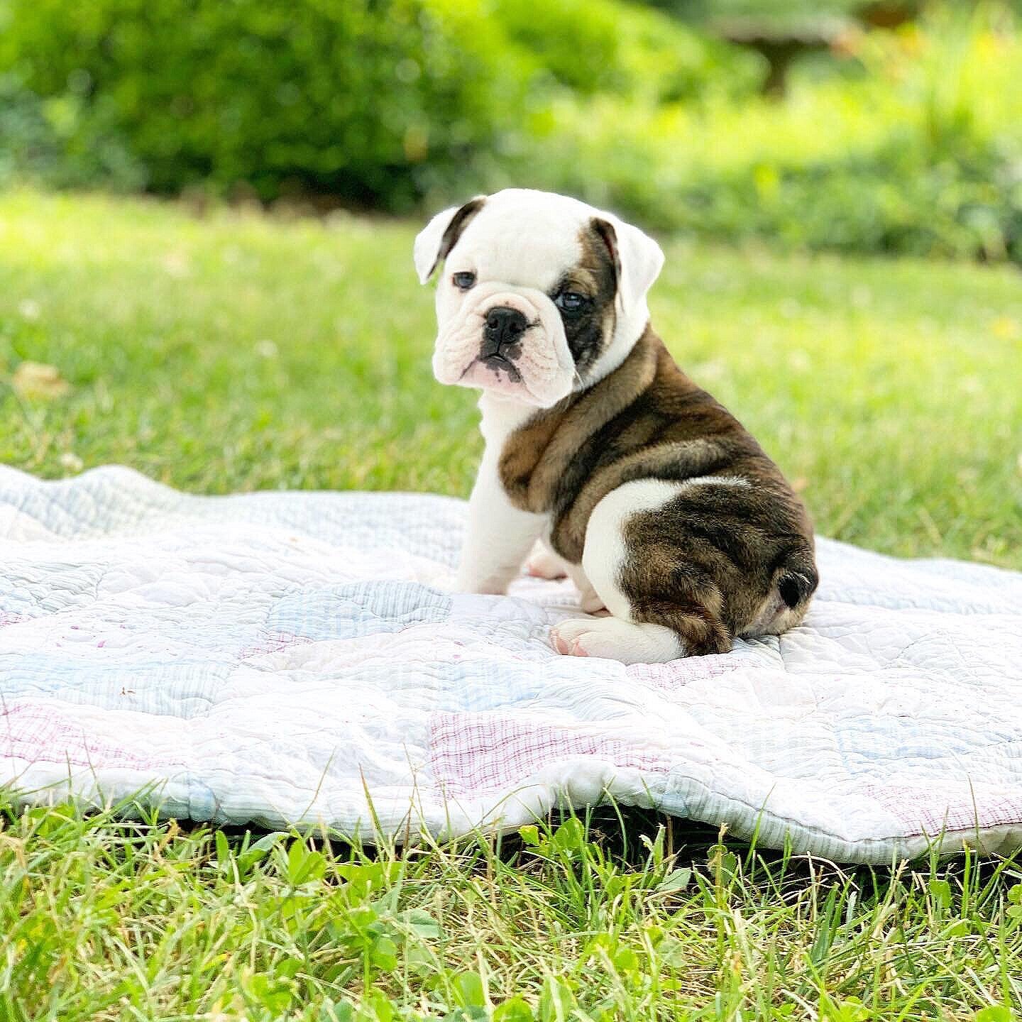 standard brindle english bulldog