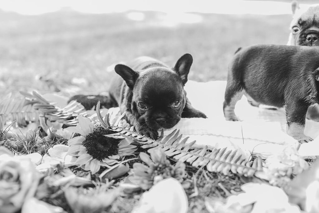 black with tan points french bulldog puppy