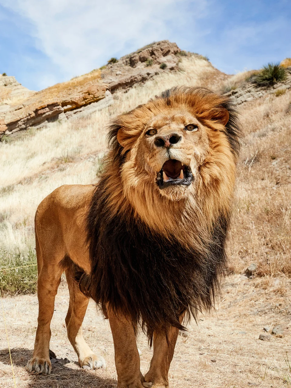 Felix The lIon.jpeg
