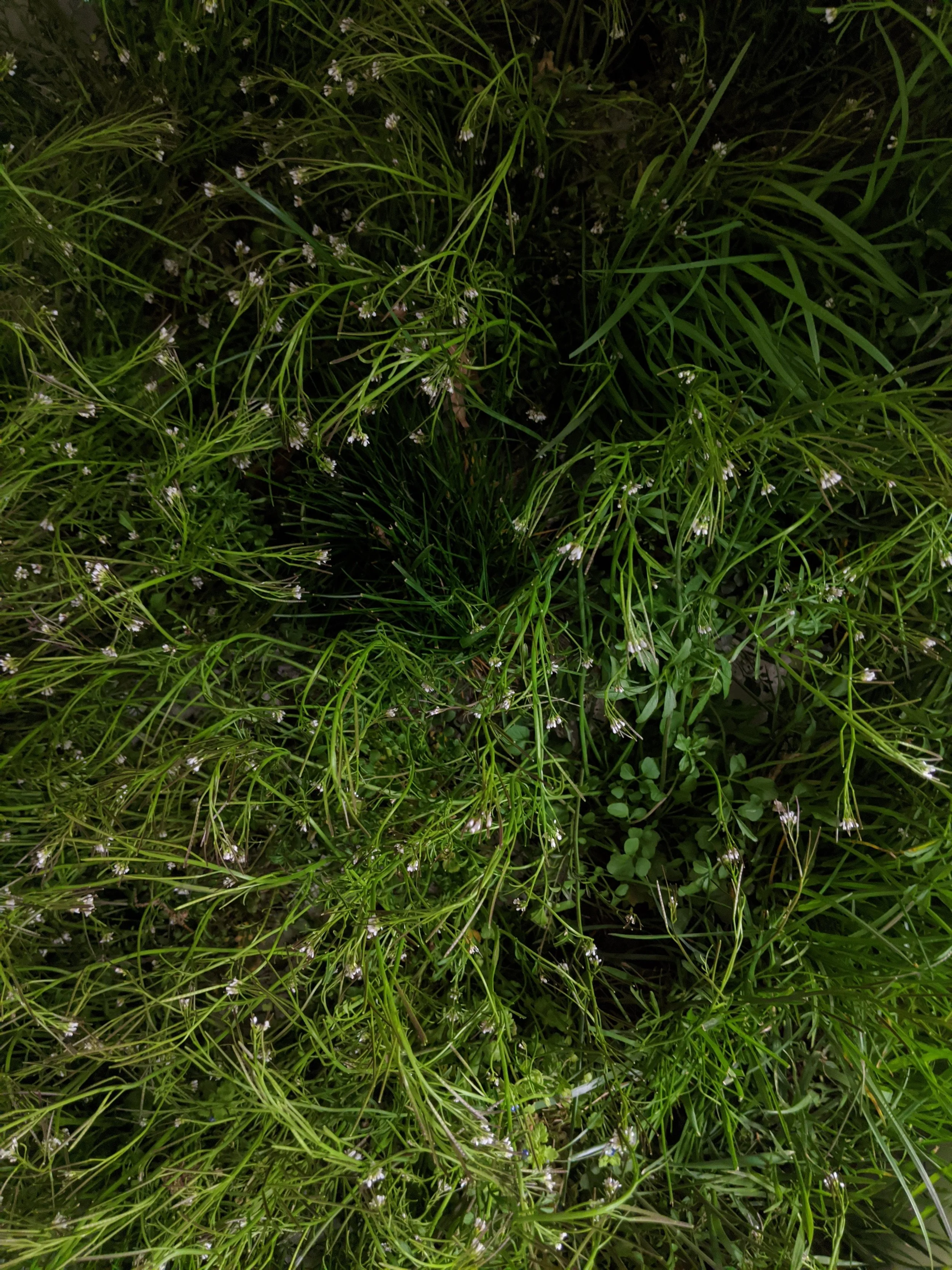 MVIMG_20200424_170815.jpg