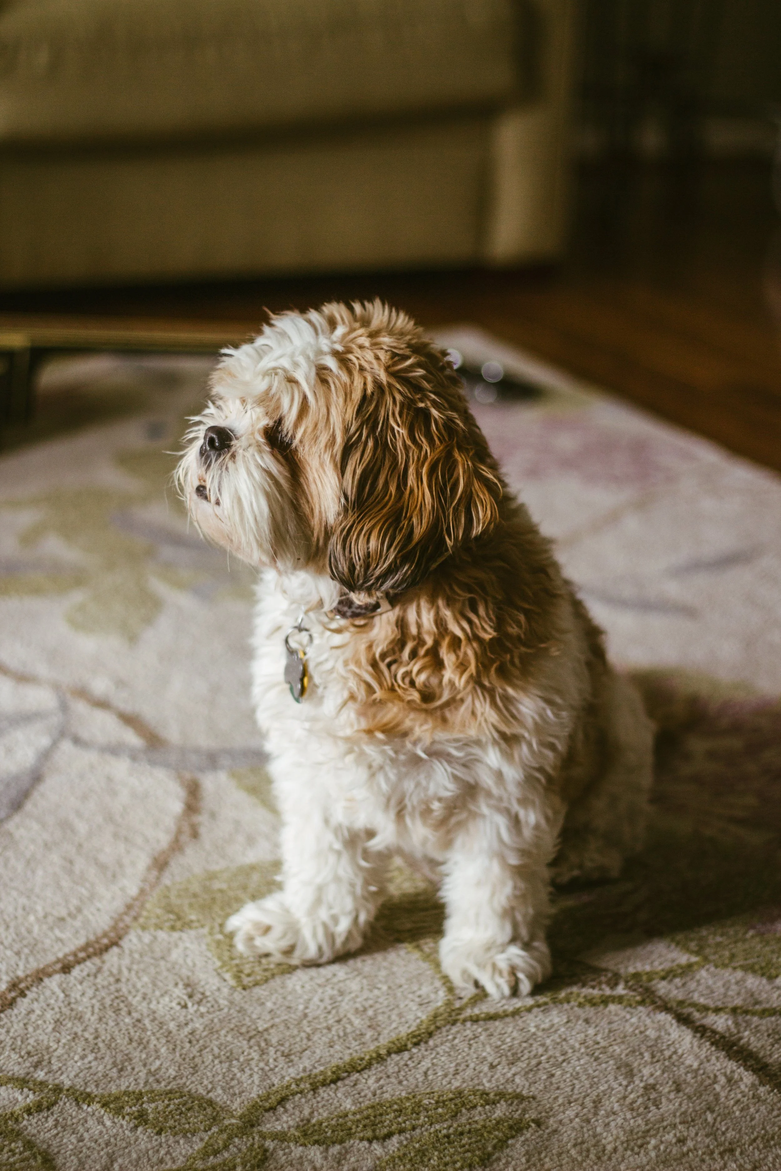 Lucy-4.jpg
