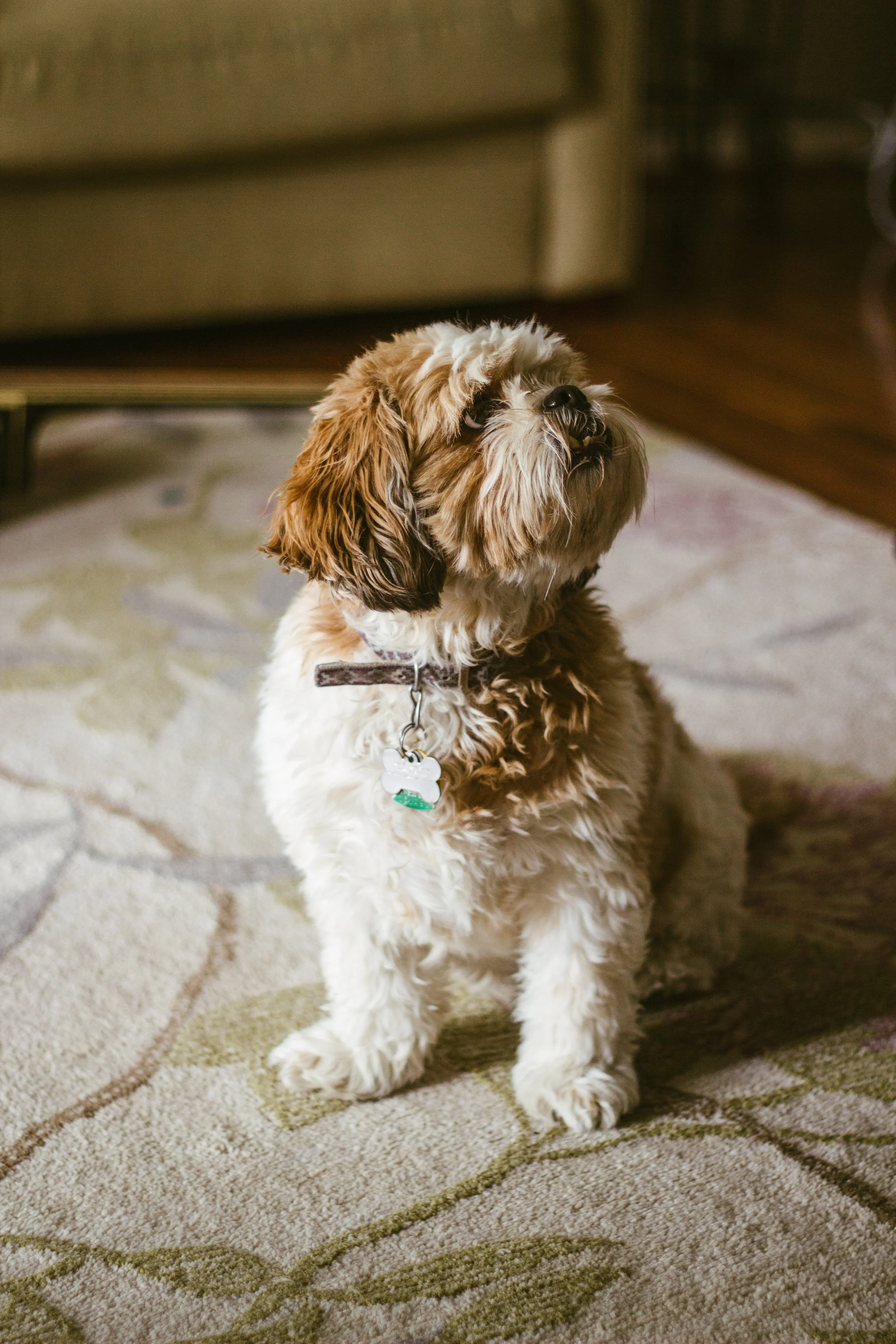 Lucy-3.jpg