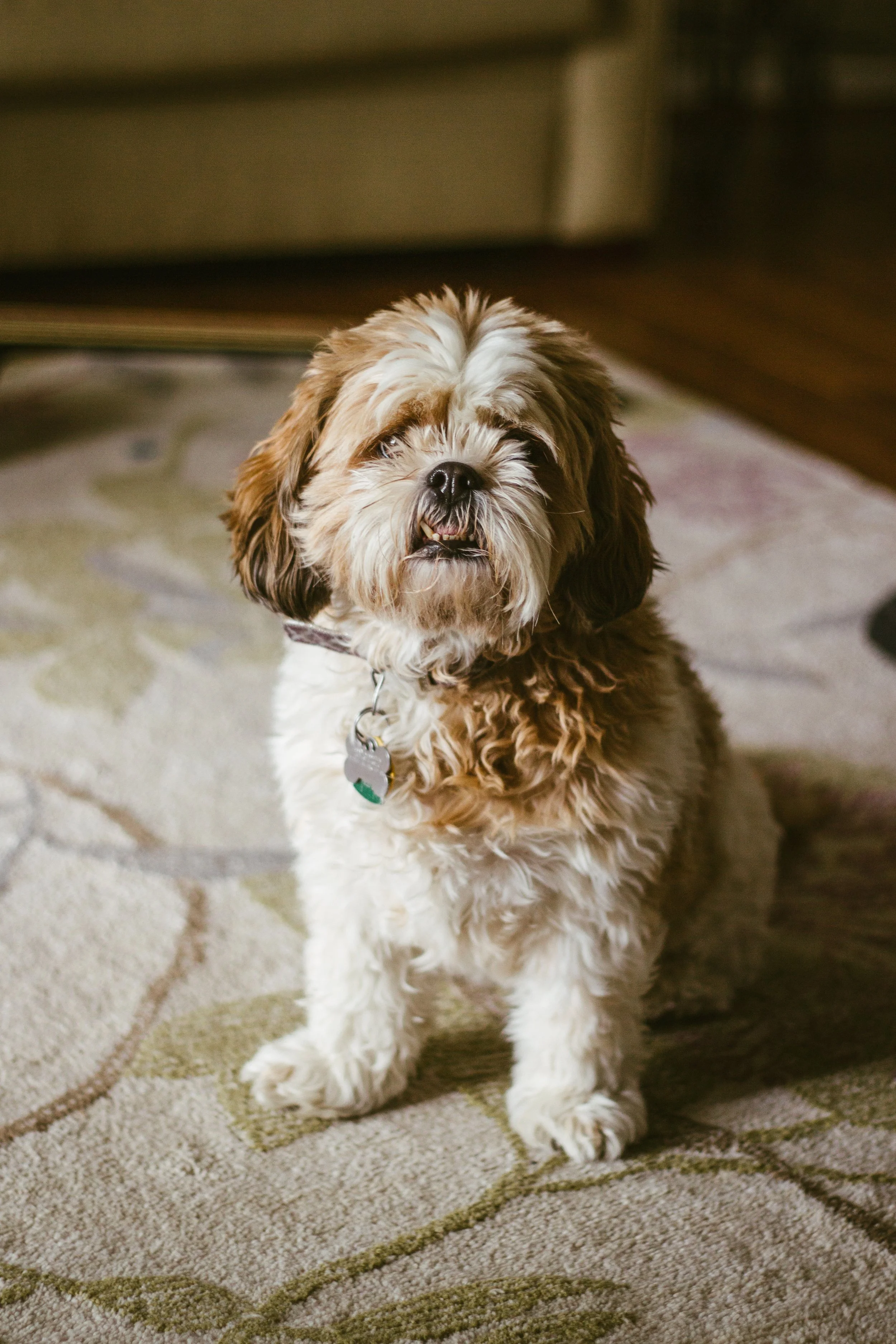 Lucy-1.jpg