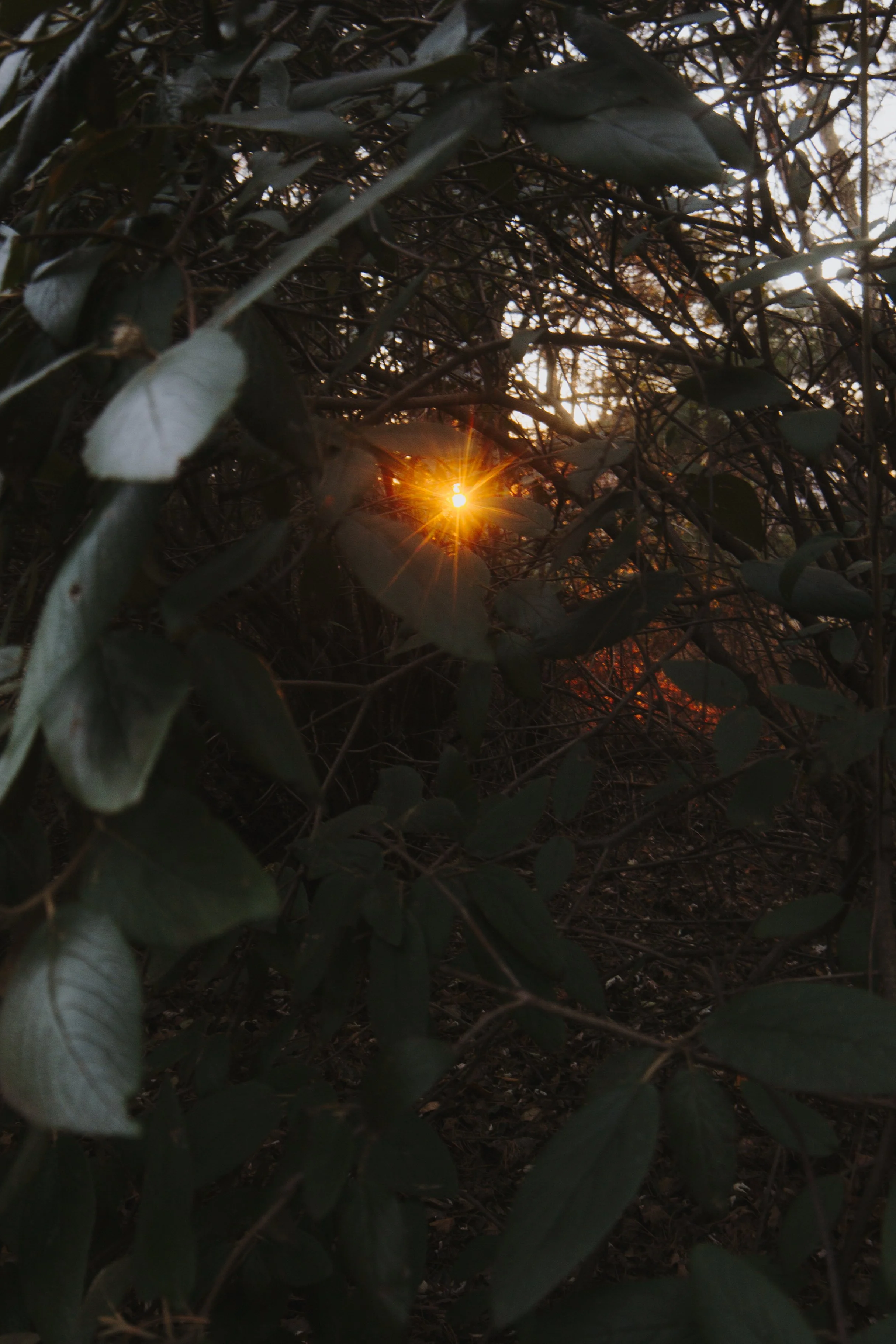 bushsunflare.jpg