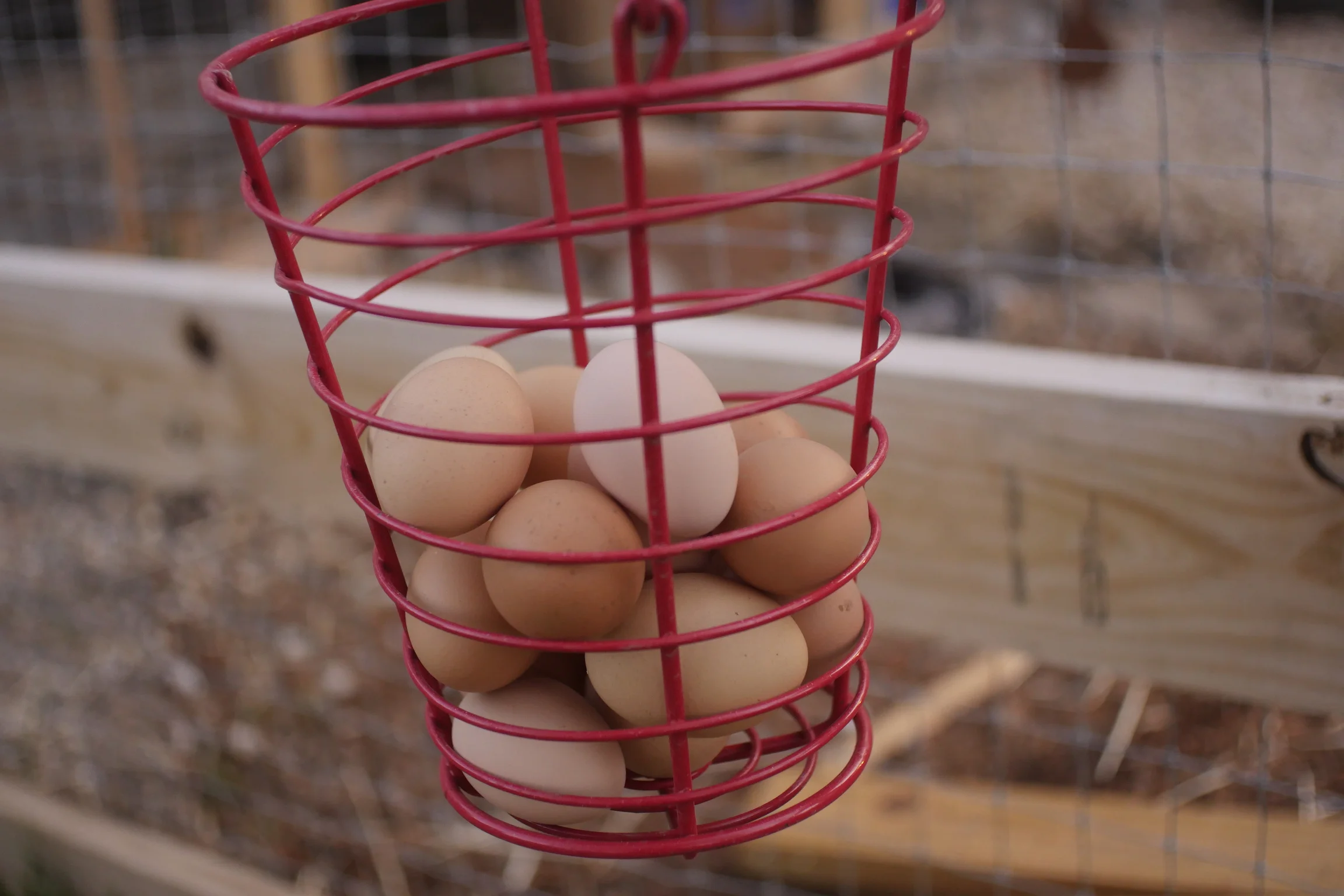Chicken Eggs