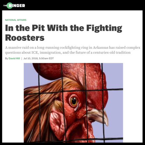 What does cockfighting have to do with immigration? Read this. 