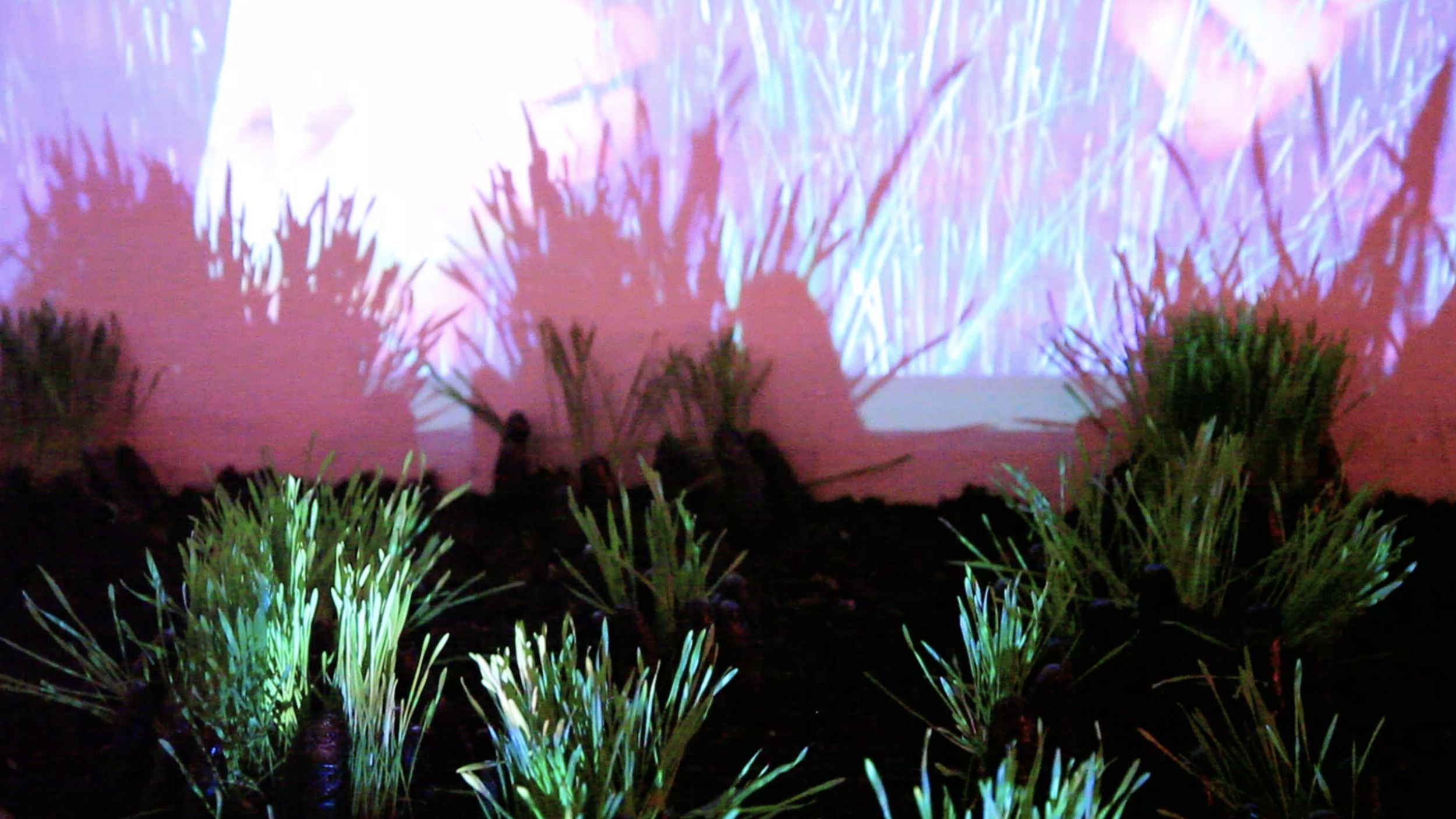 Screen Shot 2019-05-14 at 2.45.55 PM.png